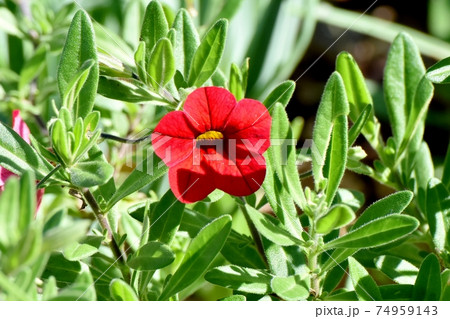 三鷹中原に咲く赤いカリブラコアの花 74959143