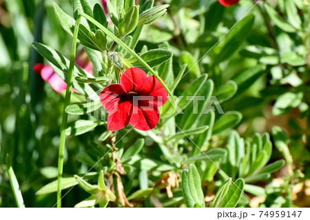 三鷹中原に咲く赤いカリブラコアの花 三鷹中原に咲く赤いカリブラコアの花 74959147