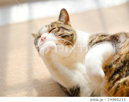 顔を洗う猫 顔を洗う猫 74960213