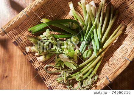 ザルに盛られた山菜 74960216