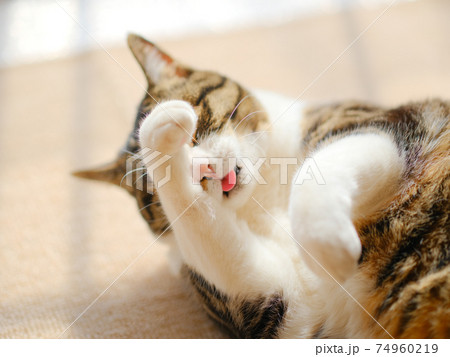 顔を洗う猫 74960219