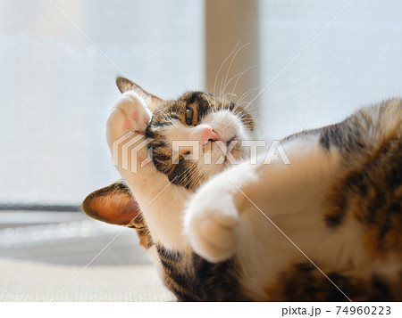 顔を洗う猫 74960223