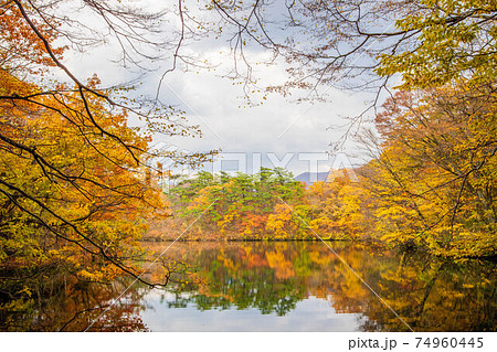 世界遺産白神山地の秋 紅葉の十二湖 王池の写真素材