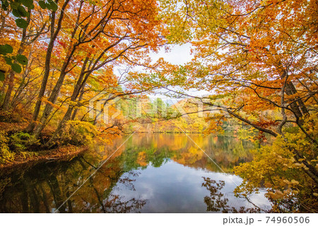 世界遺産白神山地の秋 紅葉の十二湖 王池の写真素材