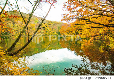 世界遺産白神山地の秋 紅葉の十二湖 王池の写真素材