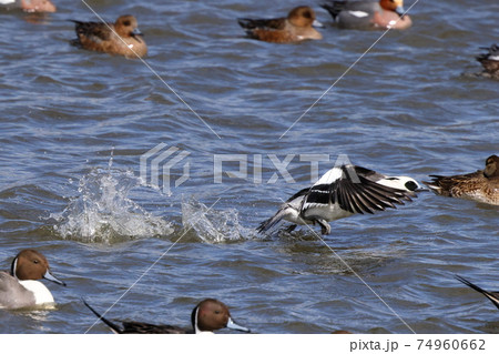 生き物　野鳥　ミコアイサ、オスです。小柄な体ですが飛び立つためには少し助走が必要 74960662