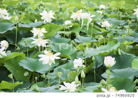 花はす田 花はす田 74960920