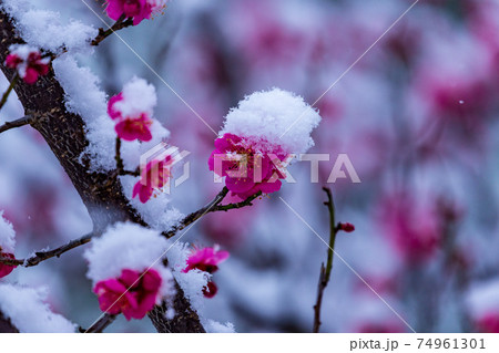 紅梅に春雪 74961301