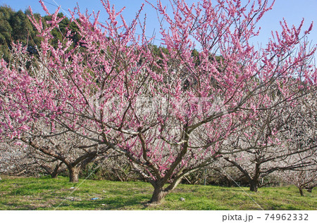 早春のみなべ町の梅畑　和歌山県日高郡みなべ町 74962332