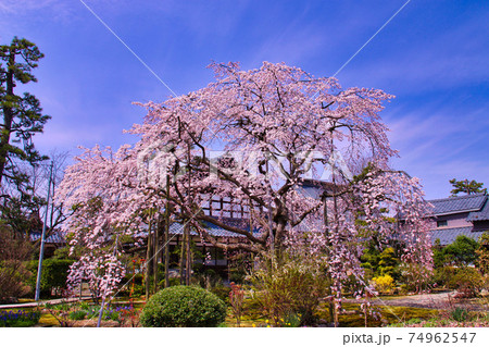 越前・大宝寺のしだれ桜 越前・大宝寺のしだれ桜 74962547