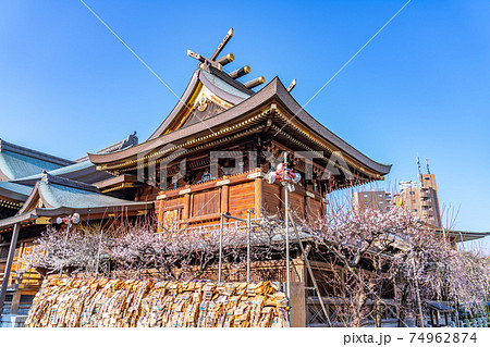日本の春　湯島天神 梅の咲く風景 74962874