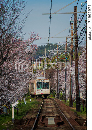 桜のトンネル 74962975