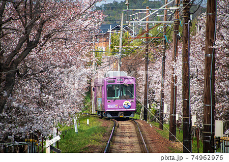 嵐電　桜のトンネル 74962976