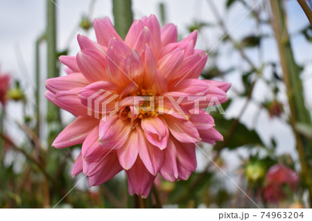 花 ダリア 花畑 秋 花 ダリア 花畑 秋 74963204