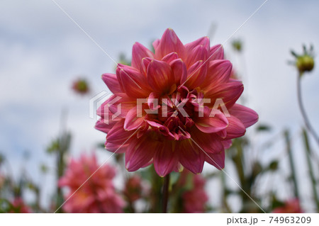 花 ダリア 花畑 秋の写真素材