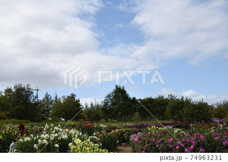花 ダリア 花畑 秋の写真素材