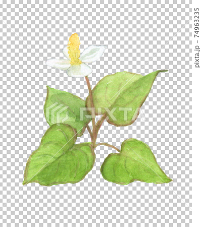 ドクダミ 74963235