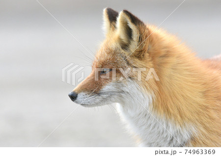 キタキツネ 74963369