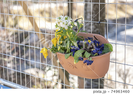 フェンスに掛けられたウォールプランターと花 74963460
