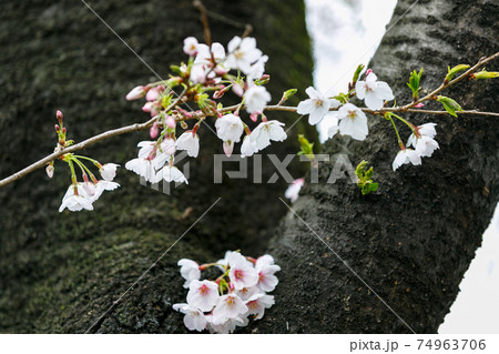 埼玉県さいたま市　見沼氷川公園　桜の回廊 74963706