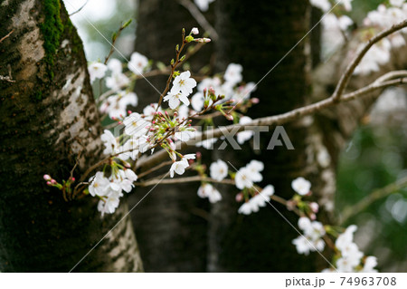 埼玉県さいたま市　見沼氷川公園　桜の回廊 74963708
