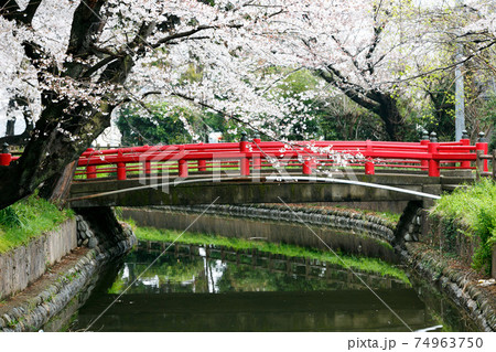 埼玉県さいたま市　見沼氷川公園　桜の回廊　赤い橋 74963750