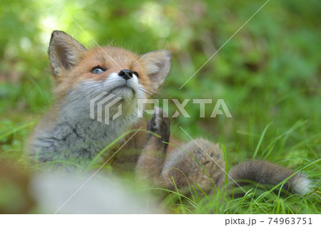 キタキツネの子供 74963751