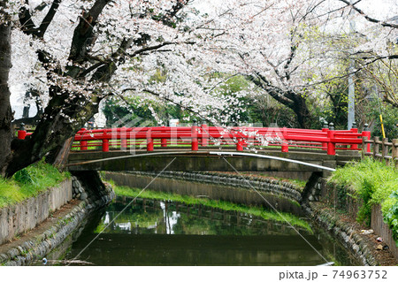 埼玉県さいたま市　見沼氷川公園　桜の回廊　赤い橋 74963752
