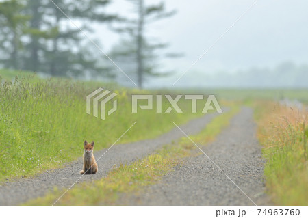キタキツネの子供 キタキツネの子供 74963760