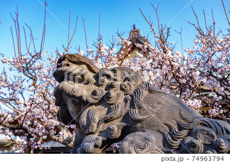 日本の春　湯島天神 梅の咲く風景 74963794
