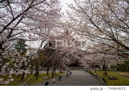 東寺 春爛漫 東寺 春爛漫 74964033