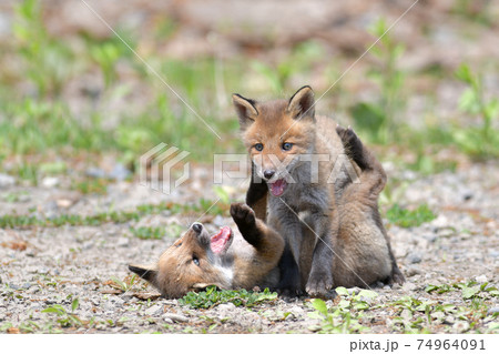 キタキツネの親子 74964091