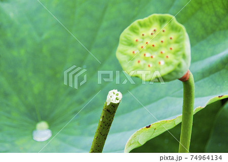 蓮花觸角 莖和葉 照片素材 圖片 圖庫