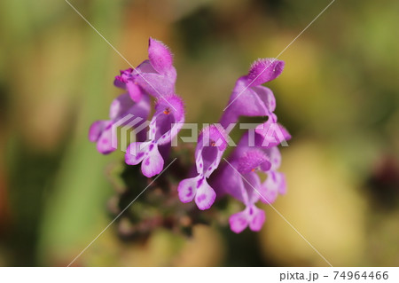 冬の野原に咲くホトケノザのピンク色の花 74964466