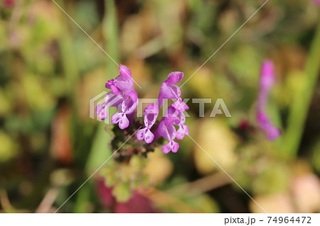 冬の野原に咲くホトケノザのピンク色の花 74964472