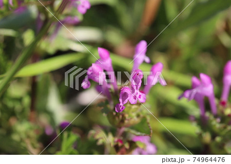 冬の野原に咲くホトケノザのピンク色の花 74964476