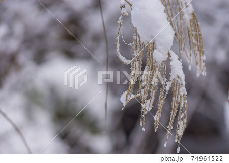 すすきの穂に降り積もる雪 すすきの穂に降り積もる雪 74964522