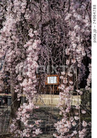 立本寺　枝垂桜　西陣 74964788