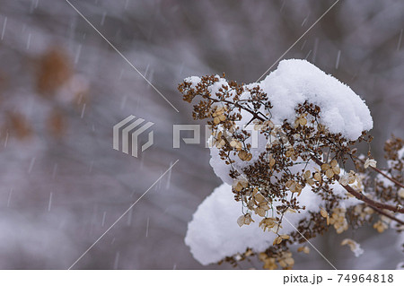 ツルアジサイに積もる雪 74964818