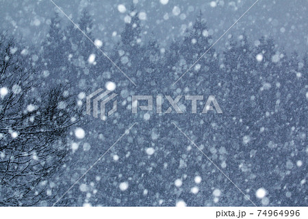 冬の夕暮れ、落葉樹とスギ林に雪が降る 福島県只見町 冬の夕暮れ、落葉樹とスギ林に雪が降る 福島県只見町 74964996