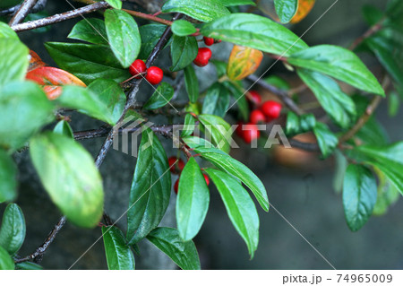 チェッカーベリーの赤い実 74965009