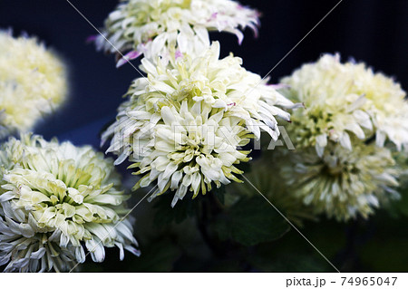 寒菊　薄黄色の花 74965047