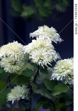 寒菊　薄黄色の花 74965048