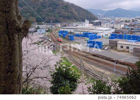 金崎宮ー春 74965062