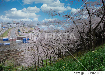 金崎宮ー春 74965063