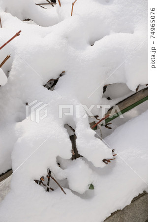 雪, 冬, 北海道の冬, 積雪, 降雪、自然,北海道, 日本, 北国、枝、雪景色、冬景色 74965076