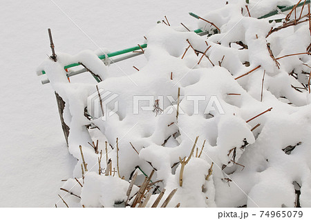 雪, 冬, 北海道の冬, 積雪, 降雪、自然,北海道, 日本, 北国、枝、雪景色、冬景色 雪, 冬, 北海道の冬, 積雪, 降雪、自然,北海道, 日本, 北国、枝、雪景色、冬景色 74965079