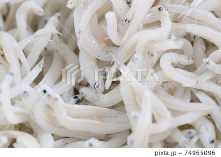 釜揚げしらす 74965096