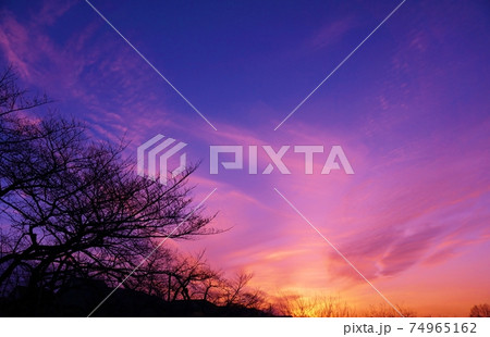 夕焼け空と木々の影とのコントラストの写真素材