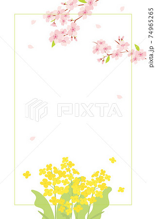 桜と菜の花の背景イラストのイラスト素材